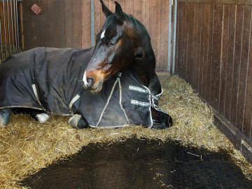 Cheval dans son box : un tapis anti-dérapant puzzle devant lui